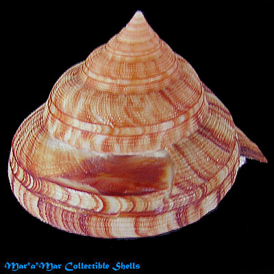 Perotrochus atlanticus Rios & Matthews, 1968 - Imagem 2