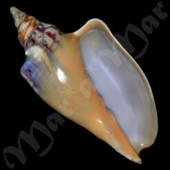 Zidona dufresneyi distincta Lahille, 1895
