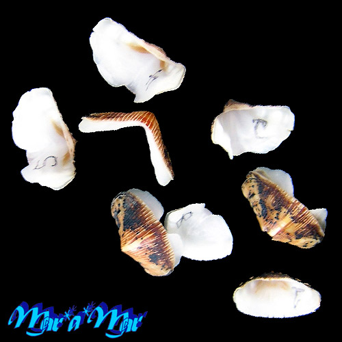 Chaetopleura angulata Spengler,1797