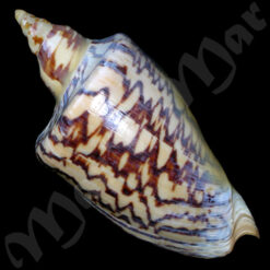 Zidona dufresneyi distincta Lahille, 1895 - Imagem 2