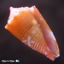 Conus delucai Coltro, 2004