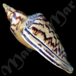 Zidona dufresneyi distincta Lahille, 1895 - Imagem 3