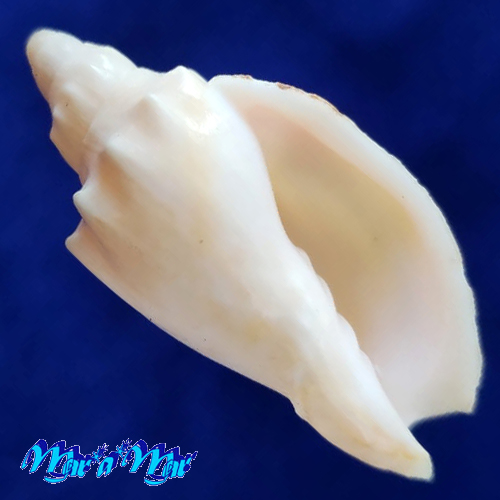 Odontocymbiola americana (Reeve, 1846)