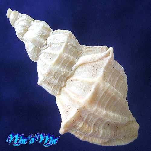 Alternative view of Cancellaria lyrata (Brocchi, 1814)