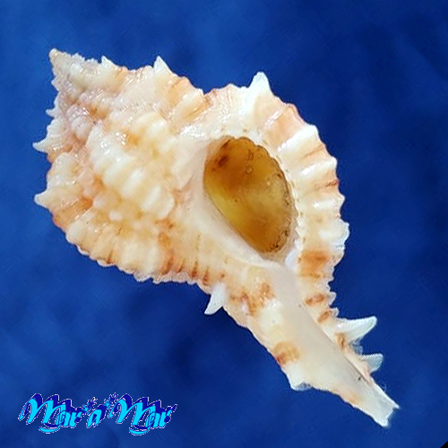 Chicoreus consuelae (H. A. Verrill, 1950)