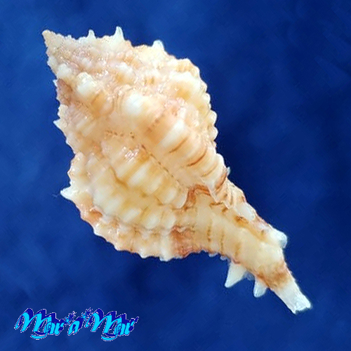 Alternative view of Chicoreus consuelae (H. A. Verrill, 1950)