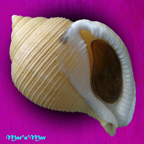 Galeodea keyteri (Kilburn, 1975)