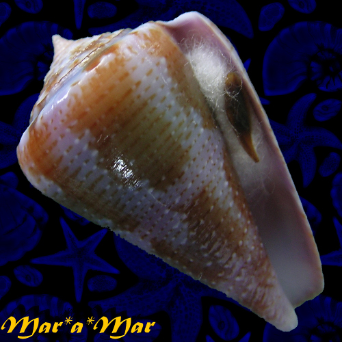 Conus purpurascens Sowerby (I) in Sowerby (II), 1833