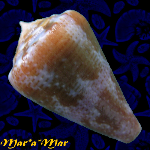 Alternative view of Conus purpurascens Sowerby (I) in Sowerby (II), 1833