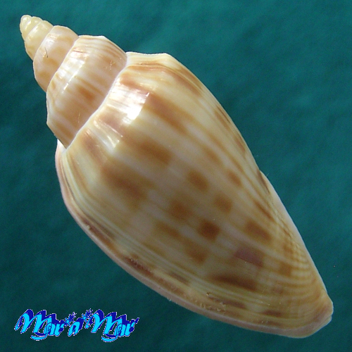 Alternative view of Afriathleta semirrugata trixiae S. Veldsman & J. Velsman, 2022