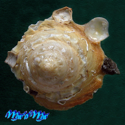 Alternative view of Onustus caribaeus (Petit de la Saussaye, 1857)