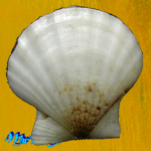 Alternative view of Flexopecten glaber proteus Dillwin, 1817