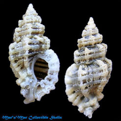 Favartia alveata (Kiener, 1842 )