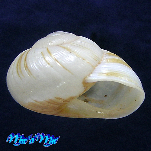 Alternative view of Zachrysia provisoria (Pfeiffer, 1844)