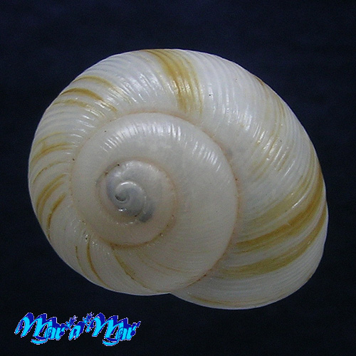 Zachrysia provisoria (Pfeiffer, 1844)