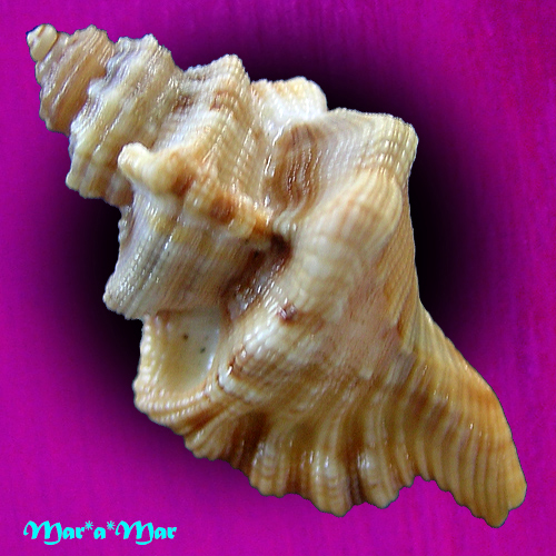 Alternative view of Cymatium gibbosum (Broderip, 1833)