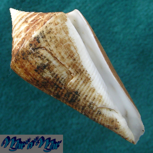 Conus coltrorum Petuch & Myers, 2014