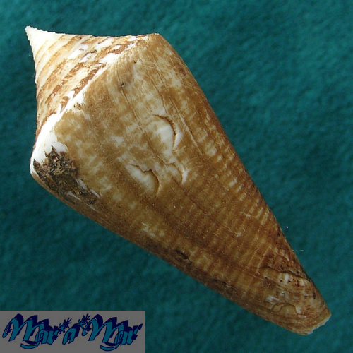 Alternative view of Conus coltrorum Petuch & Myers, 2014
