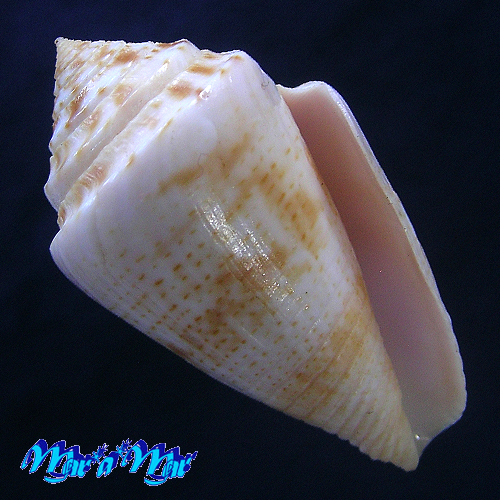 Conus ericmonnieri Petuch & Myers, 2014