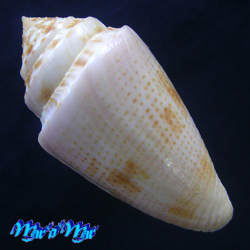 Alternative view of Conus ericmonnieri Petuch & Myers, 2014