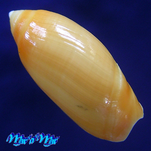 Alternative view of Ancilla faustoi Mathews & Mathews,1978