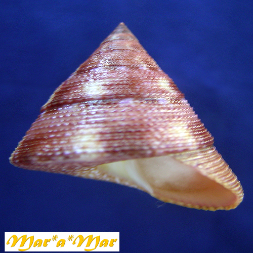 Calliostoma vinosum Quinn, 1992