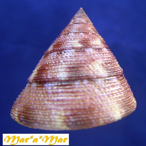 Alternative view of Calliostoma vinosum Quinn, 1992