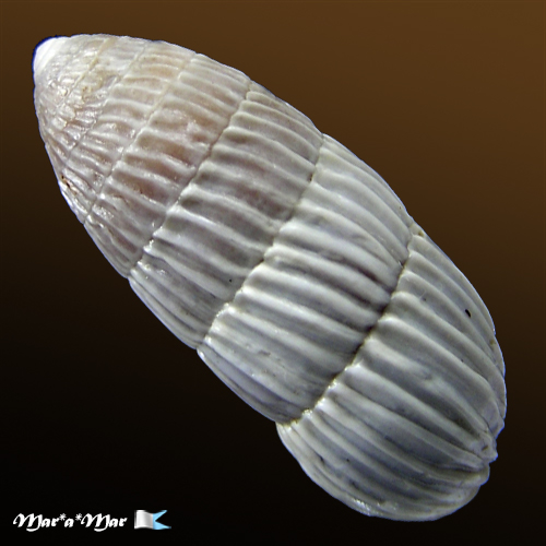 Alternative view of Cerion sp.