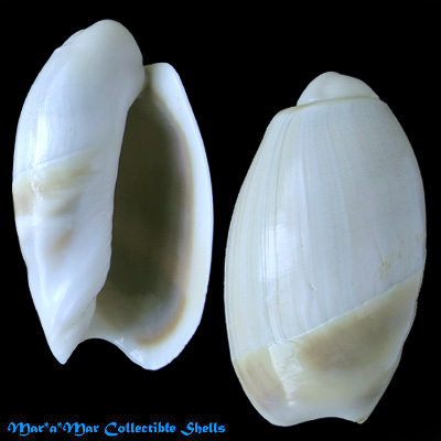 Olivancillaria vesica vesica (Gmelin, 1791)