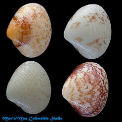 Transenella stimpsoni Dall, 1902