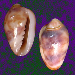 Prunum fulminatum (Kiener, 1841)