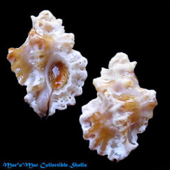 Favartia coltrorum Houart, 2005