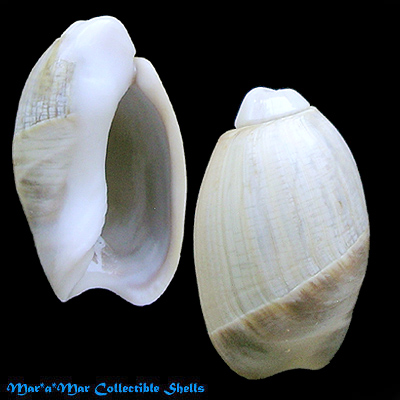 Olivancillaria vesica vesica (Gmelin, 1791) - Imagem 2