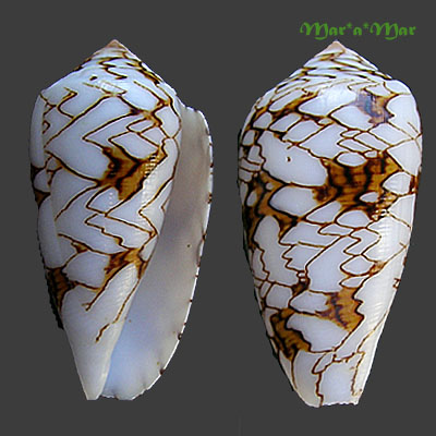 Conus textile scriptus Sowerby, G.B. II, 1858