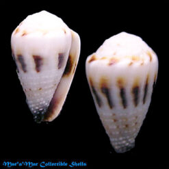 Conus sponsalis nanus Sowerbay,1833