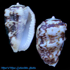 Morum bayeri Petuch, 2001*