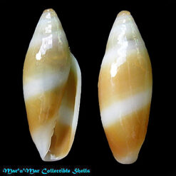 Volvarina warrenii (Marrat, 1876)*