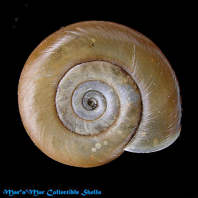 Biomphalaria tenagophilus (Orbigny, 1835)