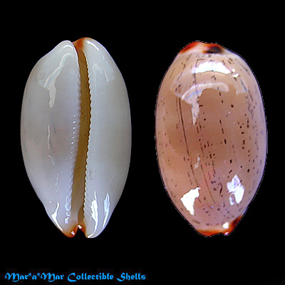 Cypraea (Luria) isabella isabella L., 1758