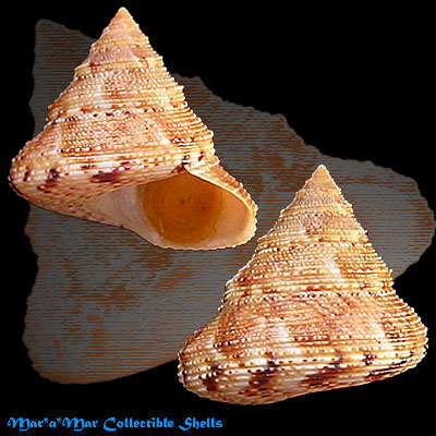 Calliostoma adspersum (Philippi, 1851)