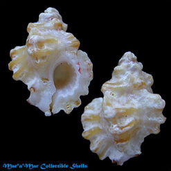 Favartia coltrorum Houart, 2005