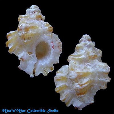 Favartia coltrorum Houart, 2005