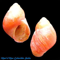 Tricolia affinis (C. B. Adams, 1850)*