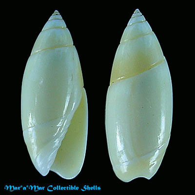 Olivella nivea (Gmelin, 1791)*