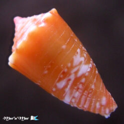 Conus delucai Coltro, 2004 - Image 2