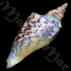 Zidona dufresneyi distincta Lahille, 1895 - Imagem 4