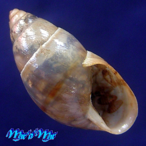 Bulimulus cf. sepulcralis (Poey, 1853)