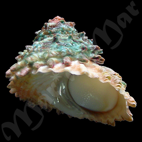 Astraea caelata (Gmelin, 1791)