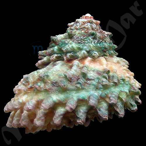 Astraea caelata (Gmelin, 1791) - Imagem 2