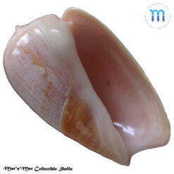 Olivancillaria urceus (Röding, 1798)